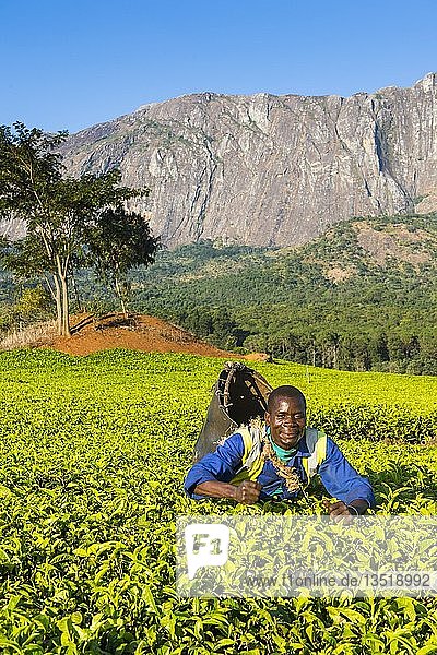 Tea picker on a tea estate on Mount Mulanje  Malawi  Africa