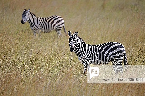 Steppenzebras (Equus quagga) am Abend Masai Mara Kenia Afrika