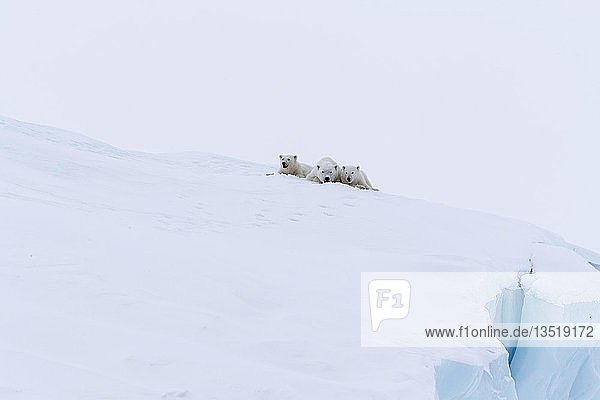 Eisbären (Ursus maritimus)  Muttertier und zwei Jungtiere  drei Monate alt  auf einem Eisberg liegend  Unorganized Baffin  Baffin Island  Nunavut  Kanada  Nordamerika