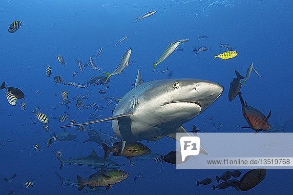 Grey reef shark (Carcharhinus amblyrhynchos) surrounded by small reef fish Yap Micronesia Oceania