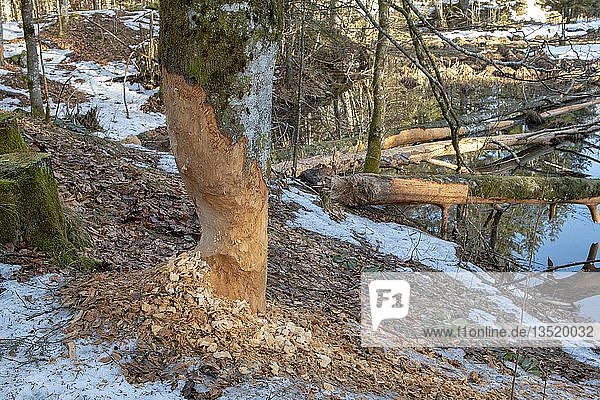 Tree nibbled by beaver (Castor fiber)  Almtal  Upper Austria  Austria  Europe