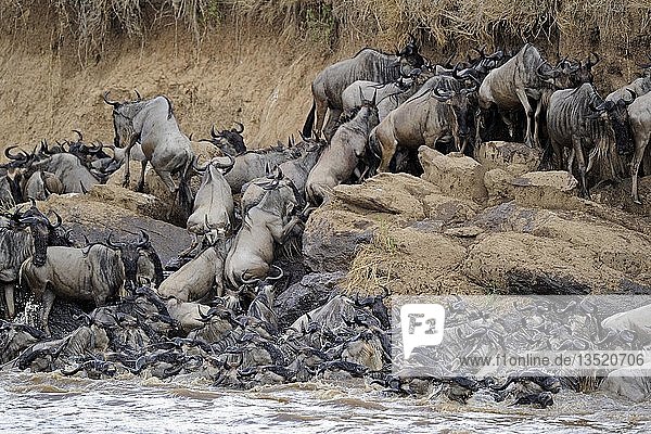 Blaues oder Gewöhnliches Gnu (Connochaetes taurinus)  Gnuwanderung  Gedränge am Ufer des Mara-Flusses  Überquerung des Mara-Flusses  Masai Mara  Kenia  Ostafrika  Afrika