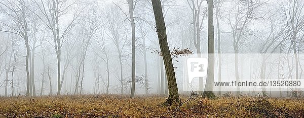 Kahler Buchenwald im Winter  dichter Nebel  bei Naumburg  Sachsen-Anhalt  Deutschland  Europa