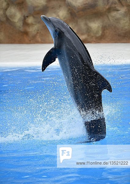 Großer Tümmler (Tursiops truncatus) springt aus dem Wasser  in Gefangenschaft  Delfinshow  Loro Parque  Puerto de la Cruz  Teneriffa  Kanarische Inseln  Spanien  Europa
