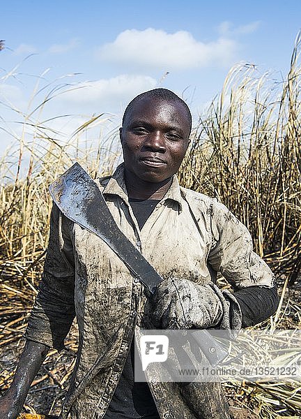 Zuckerrohrschneider in den verbrannten Zuckerrohrfeldern  Porträt  Nchalo  Malawi  Afrika
