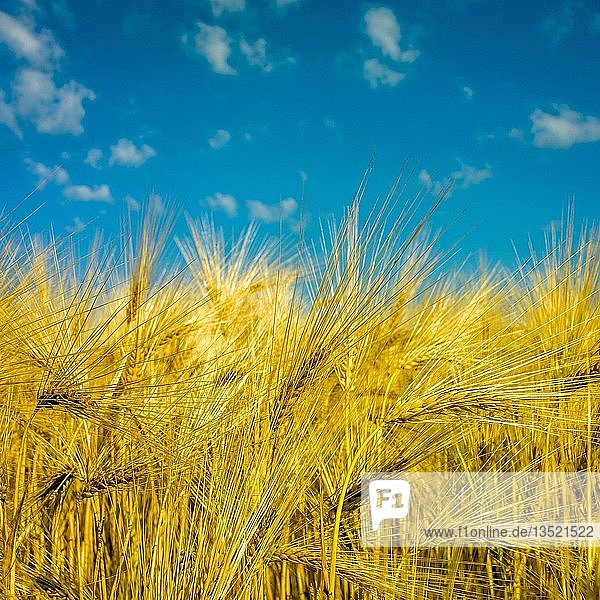 Gerstenfeld mit blauem Himmel, Hintergrundbild
