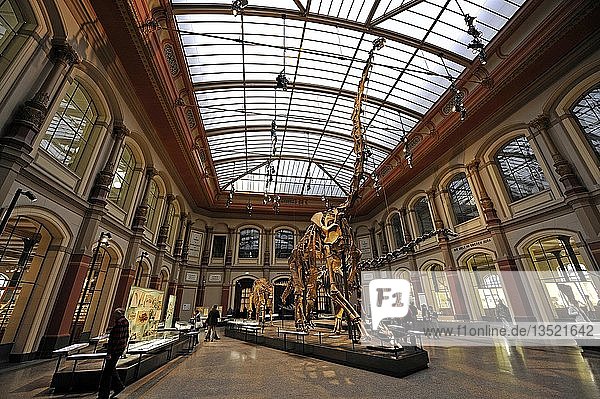 View of the Saurierhalle  Dinosaur Hall  with skeleton of a Brachiosaurus brancai  the largest dinosaur skeleton on display in the world  Museum fuer Naturkunde  Natural History Museum  Berlin  Germany  Europe