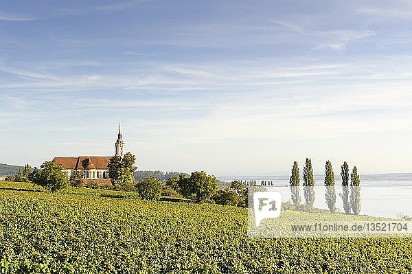 Die barocke Marienwallfahrtskirche in Birnau umgeben von Weinreben Bodenseekreis Baden-Württemberg Deutschland Europa