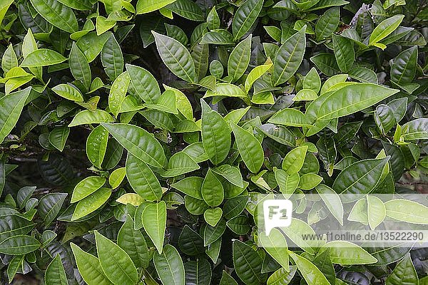 Teepflanzen (Camellia sinensis)  Insel Mahe  Seychellen  Afrika