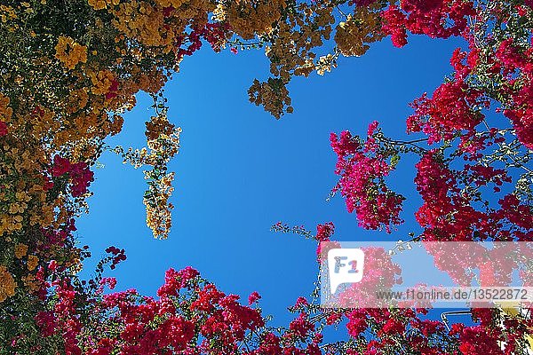 Blauer Himmel durch eine Lücke von bunt blühenden Hängepflanzen  Puerto de Mogán  Gran Canaria  Kanarische Inseln  Spanien  Europa