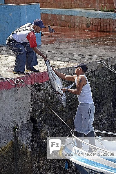 Fishermen landing freshly caught Yellowfin Tuna (Thunnus albacares) in the fishing port of Puerto Ayora  Santa Cruz Island  Indefatigable Island  Galapagos Islands  Ecuador  South America