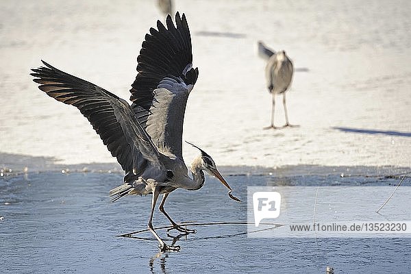 Graureiher (Ardea cinerea) auf dünnem Eis mit gefangenem Fisch