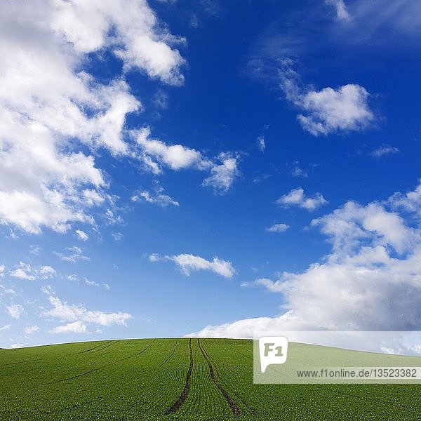 Traktor-Fahrspuren mitten in grünem Feld unter blauem Himmel