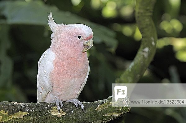 Major Mitchell's Cockatoo also known as Leadbeater's Cockatoo or Pink Cockatoo (Cacatua leadbeateri)  rare bird  New South Wales  Australia  Oceania