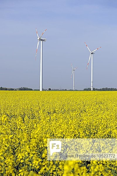 Windkraftanlagen im Rapsfeld (Brassica napus)
