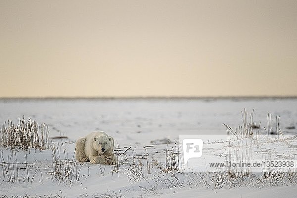 Eisbär (Ursus maritimus)  junges Männchen ruht im späten Nachmittagssonnenlicht  West Hudson Bay  Churchill  Manitoba  Kanada  Nordamerika