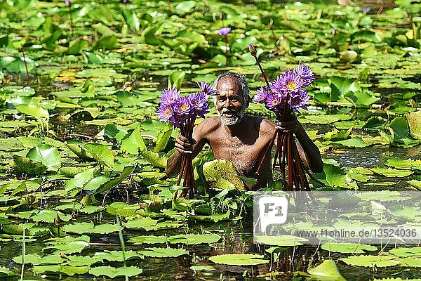 Alter Mann sammelt Blüten des Blauen Lotus (Nymphaea caerulea) in einem See bei Habarana  Sri Lanka  Asien