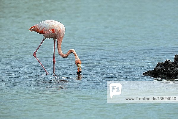 Rosa Flamingo (Phoenicopterus ruber)  Santa-Cruz-Insel  Galápagos-Inseln  Unesco-Weltnaturerbe  Ecuador  Südamerika