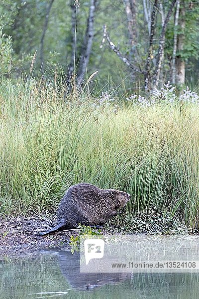 Beaver (Castor fiber)  sitting on the shore  Almtal  Upper Austria  Austria  Europe