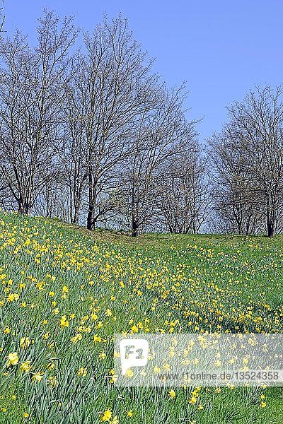 Wiese im Frühling mit gelben Narzissen (Narcissus)