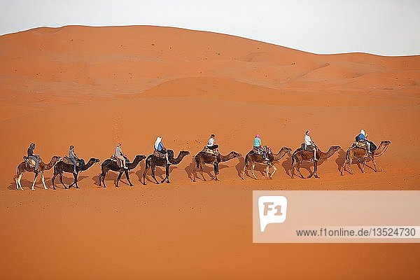 Dromedare (Camelus dromedarius)  Karawane in der Wüste  Erg Chebbi  Provinz Drâa-Tafilalet  Marokko  Afrika