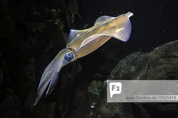 Southern Calamari Squid (Sepioteuthis australis)