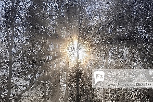 Sonnenstrahlen durchfluten einen nebligen Wald Landkreis Konstanz Baden-Württemberg Deutschland Europa