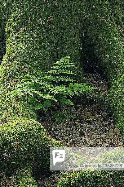 Frauenfarn (Athyrium)  der zwischen dem moosbewachsenen Stamm einer alten Buche (Fagus) wächst  alter Wald von Sababurg  Hessen  Deutschland  Europa
