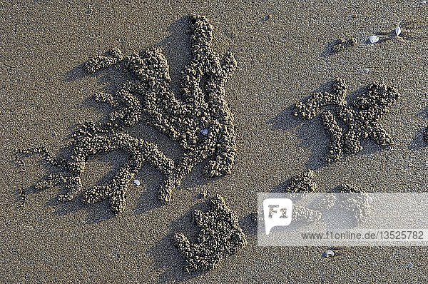 Von Sandkrabben (Scopimera inflata) erzeugte Sandbälle an einem Strand bei Sonnenuntergang  Darwin  Northern Territory  Australien  Ozeanien