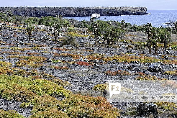 Galápagos-Feigenkaktus (Opuntia echios)  auf einem Teppich aus Strandportulak (Sesuvium portulacastrum)  South Plaza Island  Isla Plaza Sur  Galapagos  UNESCO-Weltnaturerbe  Ecuador  Südamerika