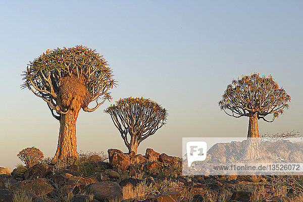 Köcherbäume oder Kokerbooms (Aloe dichotoma) im frühen Morgenlicht  Keetmanshoop  Karas Region  Namibia  Afrika