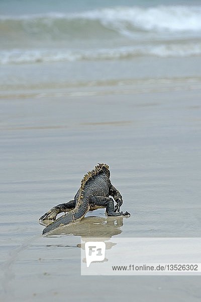 Meeresleguan (Amblyrhynchus cristatus)  Unterart von der Insel Isabela  läuft zum Meer  um zu fressen  Galapagos-Inseln  UNESCO-Weltnaturerbe  Ecuador  Südamerika