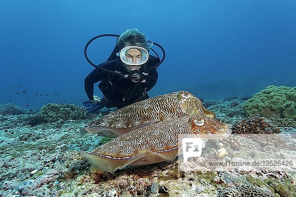 Diver observes couple Broadclub Cuttlefishes (Sepia latimanus)  Daymaniyat Islands nature reserve  Khawr Suwasi  Al-Batina province  Indian Ocean  Oman  Asia