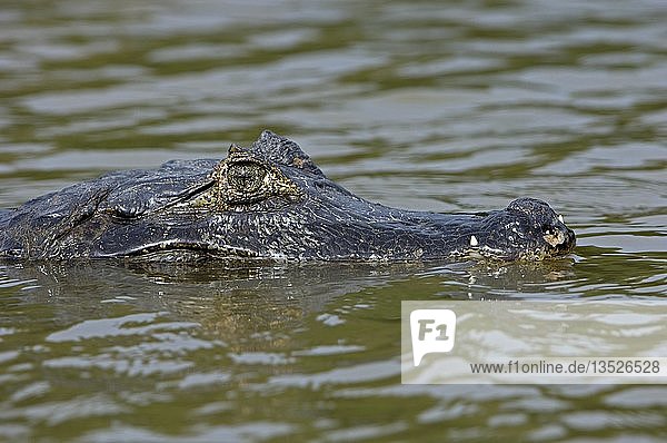 Caiman crocodylus  Pantanal   Brasilien