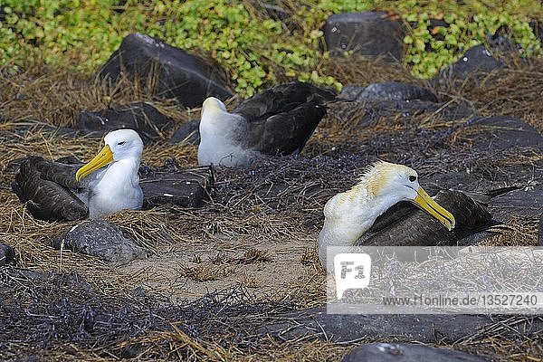 Galapagos-Albatros oder Wellenalbatros (Phoebastria irrorata)  Insel Española  Galapagos-Inseln  UNESCO-Weltnaturerbe  Ecuador  Südamerika