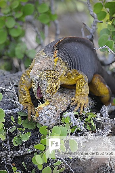 Galapagos-Landleguan (Conolophus subcristatus)  frisst Blätter des Galapagos-Feigenkaktus (Opuntia echios)  Unterart der Insel South Plaza  Isla Plaza Sur  Galapagos  UNESCO-Welterbe  Ecuador  Südamerika