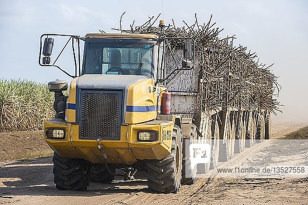Voll beladener Zuckerrohr-LKW  der auf einer staubigen Straße durch die Zuckerrohrfelder fährt  Nchalo  Malawi  Afrika