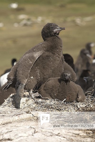 Kaiserscharbe (Phalacrocorax atriceps),  Falklandinseln,  Südamerika