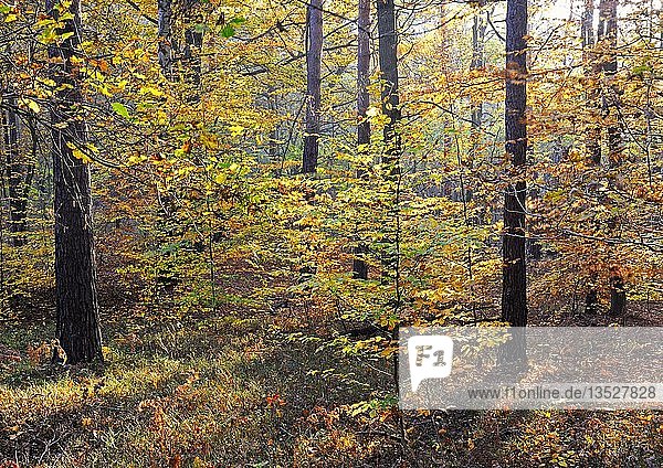Herbstlich gefärbte Buchen (Fagus)  Naturschutzgebiet Briesetal  Brandenburg  Deutschland  Europa
