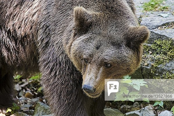 Braunbär (Ursus arctos)  Tierportrait  in Gefangenschaft  Deutschland  Europa