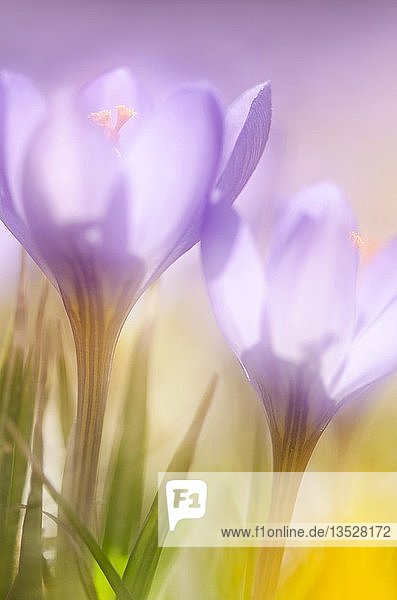 Violetter Frühlingskrokus (Crocus vernus) mit offener Blüte Baden-Württemberg Deutschland Europa