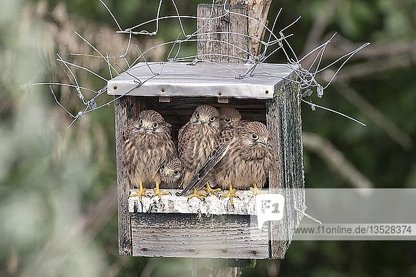 Young Red-footed Falcons (Falco vespertinus)  begging in nesting box for forage  Kiskunság National Park  Hungary  Europe