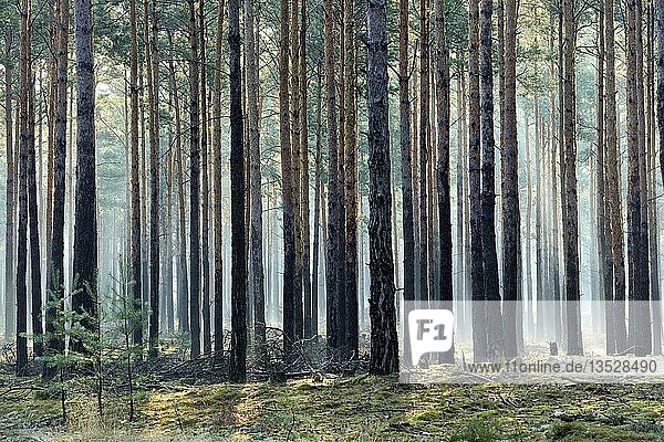 Kiefernwald (Pinus)  Monokultur  Morgennebel  Sonnenstrahlen durch Baumstämme  Brandenburg  Deutschland  Europa