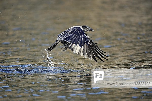 Nebelkrähe (Corvus corone cornix)  auf der Jagd nach Fischen oberhalb der Wasseroberfläche