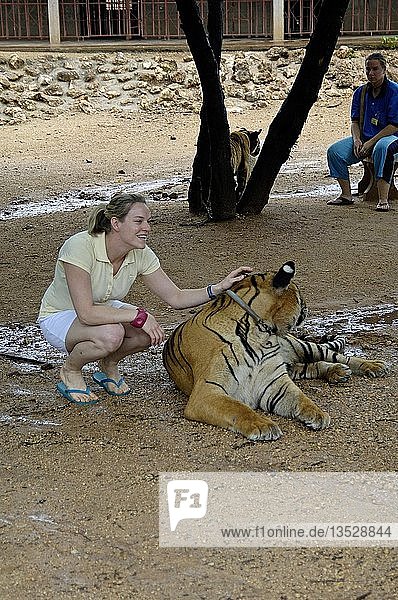 Tiger in Tiger Temple Luangta Maha Nua  Westthailand  Thailand  Asia
