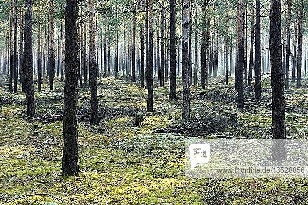 Kiefernwald (Pinus)  Monokultur  Morgennebel  moos- und flechtenbewachsener Boden  Brandenburg  Deutschland  Europa