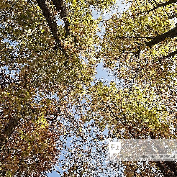 Blick auf Bäume im Herbstlaub  Witten  Ruhrgebiet  Nordrhein-Westfalen  Deutschland  Europa