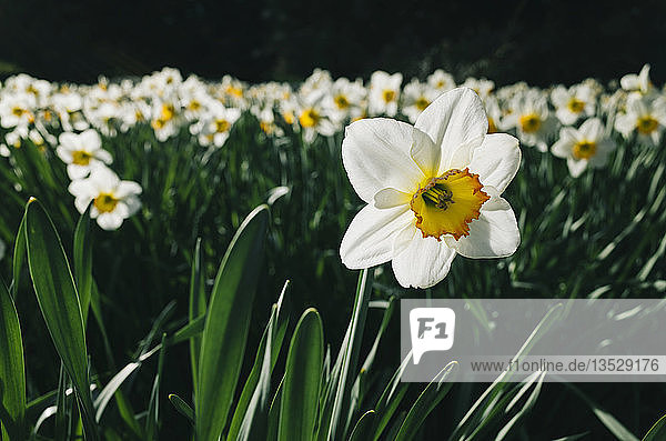 Blühende weiße Narzissen (Narcissus)  Baden-Württemberg  Deutschland  Europa