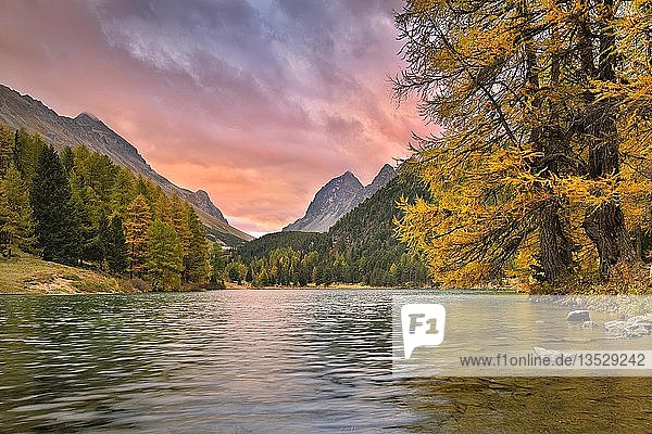 Sonnenaufgang am Palpuogna-See im Herbst  dramatische Wolken  Lärchen in Herbstfarben  Lei da Palpuogna  Albulapass  Kanton Graubünden  Schweiz  Europa