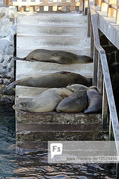 Galapagos-Seelöwen (Zalophus wollebaeki)  die die Hafentreppe blockieren  Puerto Baquerizo Moreno  San Cristobal Island  Galapagos  Ecuador  Südamerika